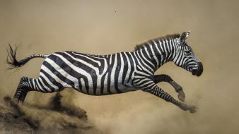 Animals dust nature running wild wallpaper