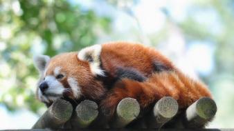 Animals red pandas wallpaper