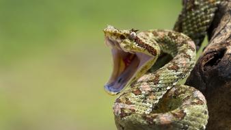 Animals reptiles snakes wallpaper