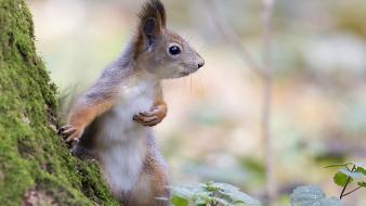 Animals squirrels wallpaper