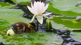 Baby birds duckling ducks lily pads wallpaper