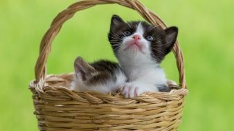 Baskets cats green background kittens pets wallpaper