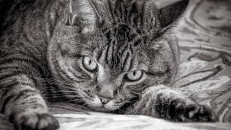 Black and white cats pets wallpaper