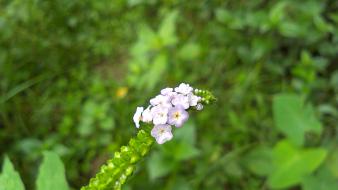 Blurred background flowers green nature plants wallpaper