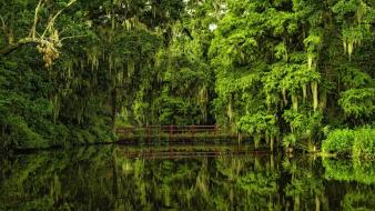 Bridges forests nature wallpaper