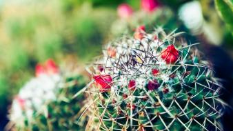 Cactus flowers depth of field plants wallpaper