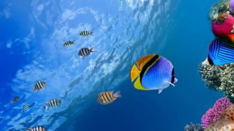 Coral fish ocean tropical underwater world wallpaper