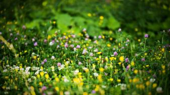 Depth of field flowers wildflowers wallpaper
