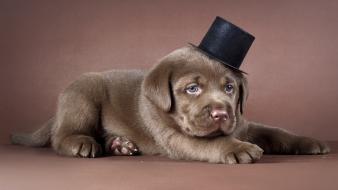 Dogs hats wallpaper
