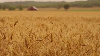 Fields landscapes spikelets wallpaper
