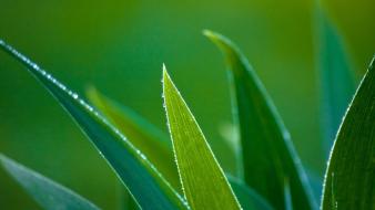 Green leaves macro nature plants wallpaper