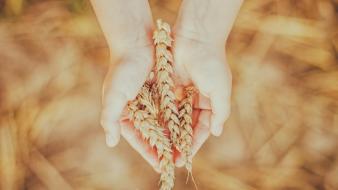 Hands nature wheat wallpaper