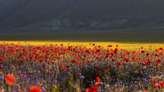 Italia italy castelluccio di norcia flowers landscapes wallpaper