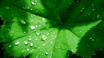 Leaves nature water drops wallpaper