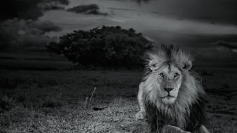 National geographic serengeti lions monochrome nature wallpaper