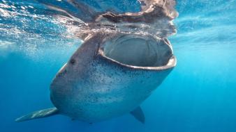 Nature ocean whale shark wallpaper