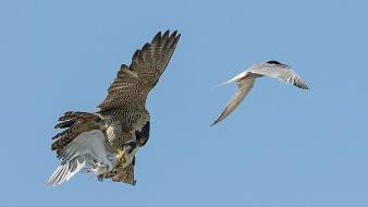 Peregrine falcon animals birds nature wallpaper